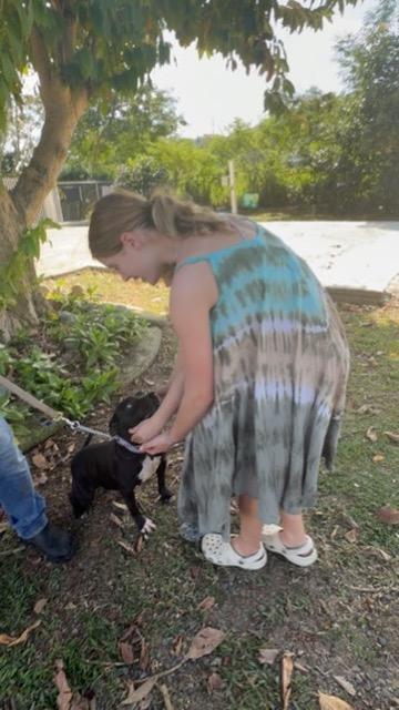 Enlarge Lito, a ADOPTABLE mixed breed in Ridgefield, CT image 2/6
