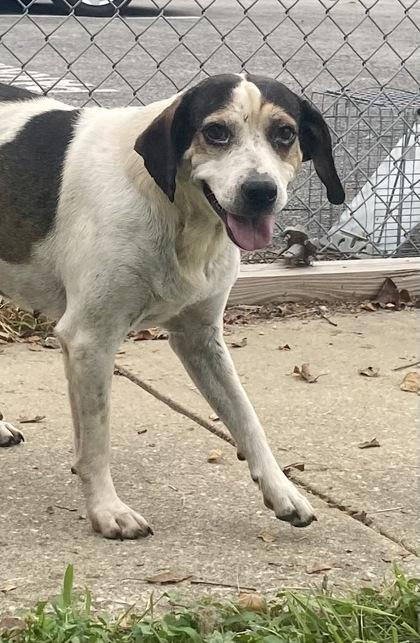 Kelsey, ADOPTABLE, Adult Female Beagle.