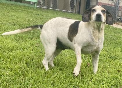 Kelsey, a ADOPTABLE Beagle in Glasgow, KY image 2/2