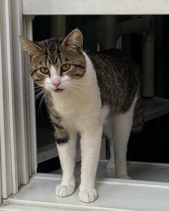 Grisou, Adoptable, Young Male Domestic Short Hair.