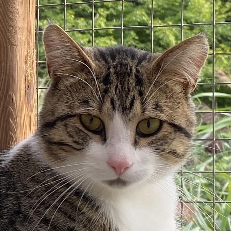 Grisou, Adoptable, Young Male Domestic Short Hair.