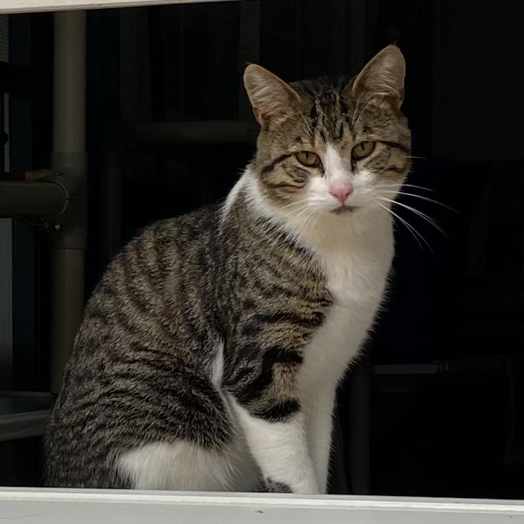 Grisou, a Adoptable Domestic Short Hair image 3/6