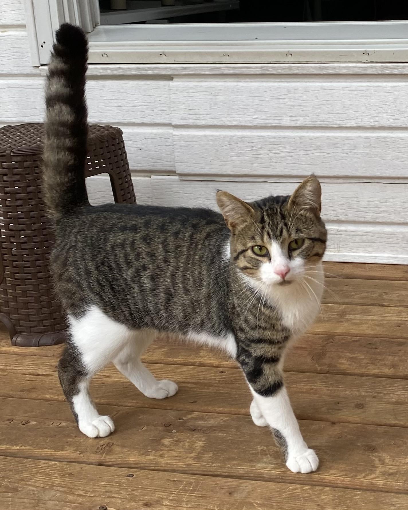 Grisou, a Adoptable Domestic Short Hair image 4/6