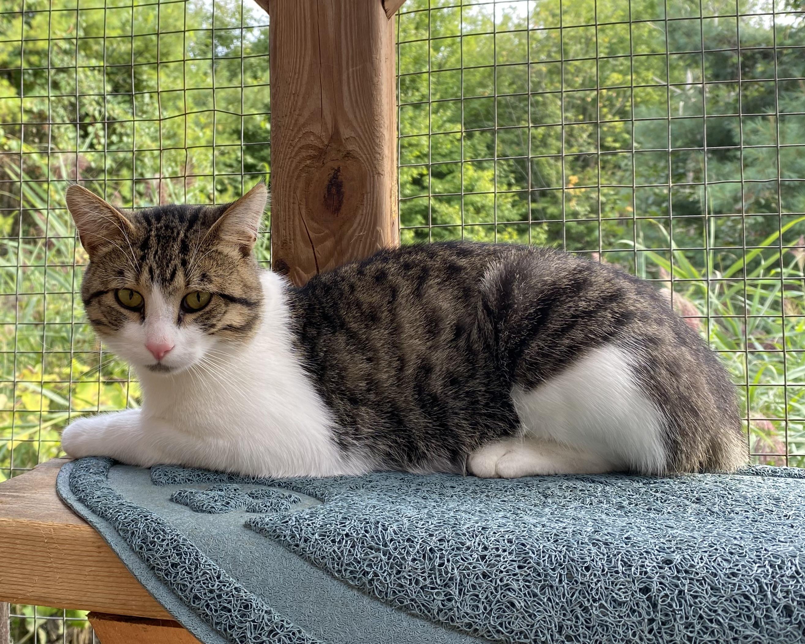 Grisou, a Adoptable Domestic Short Hair image 5/6