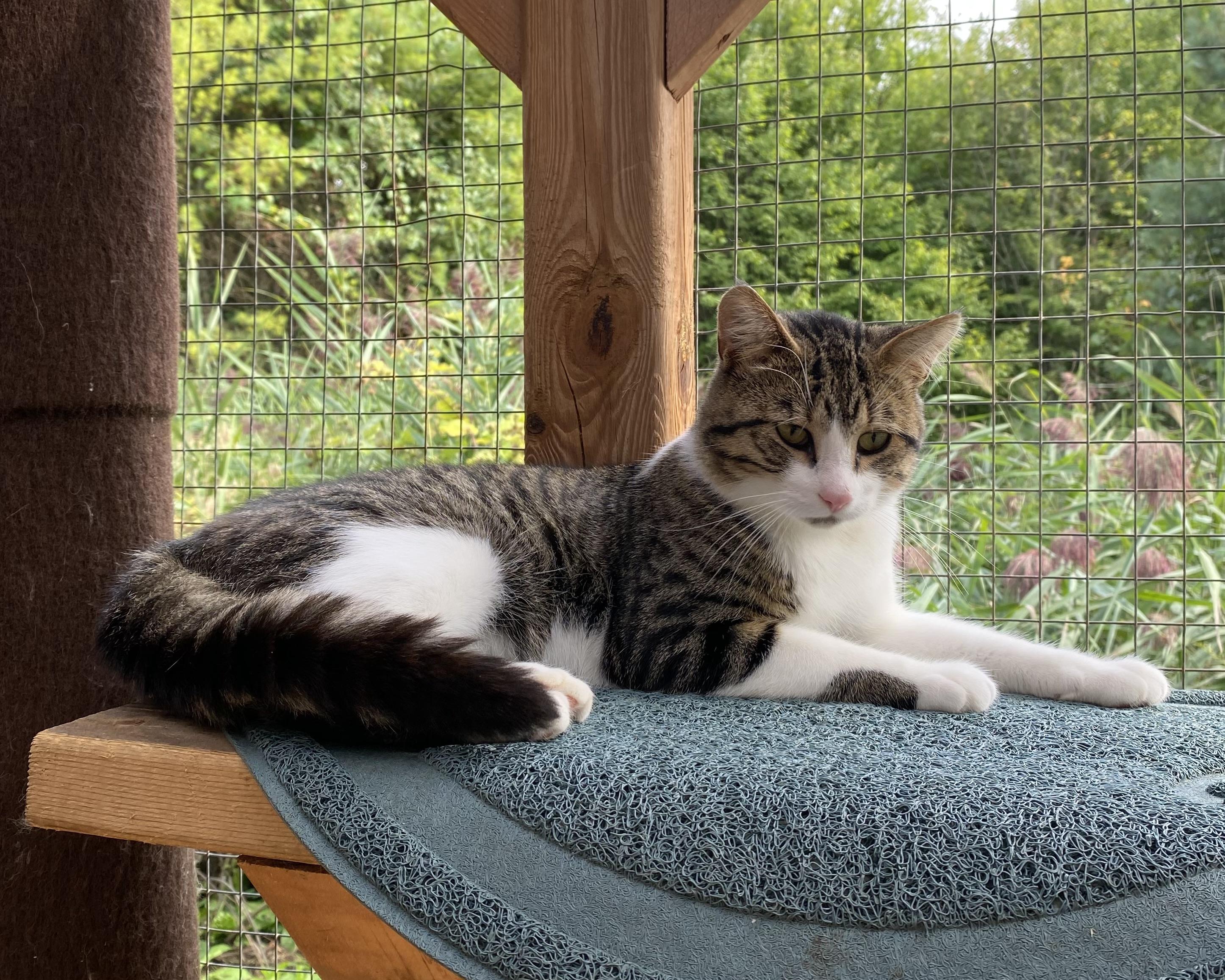 Grisou, a Adoptable Domestic Short Hair image 6/6