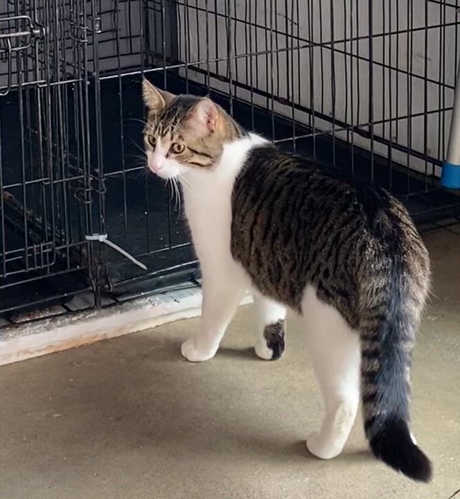 Enlarge Grisou, a Adoptable Domestic Short Hair in Stanstead, QC video 2/6