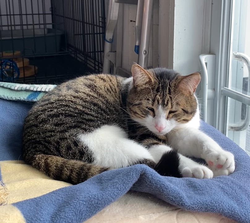 Enlarge Grisou, a Adoptable Domestic Short Hair in Stanstead, QC video 4/6