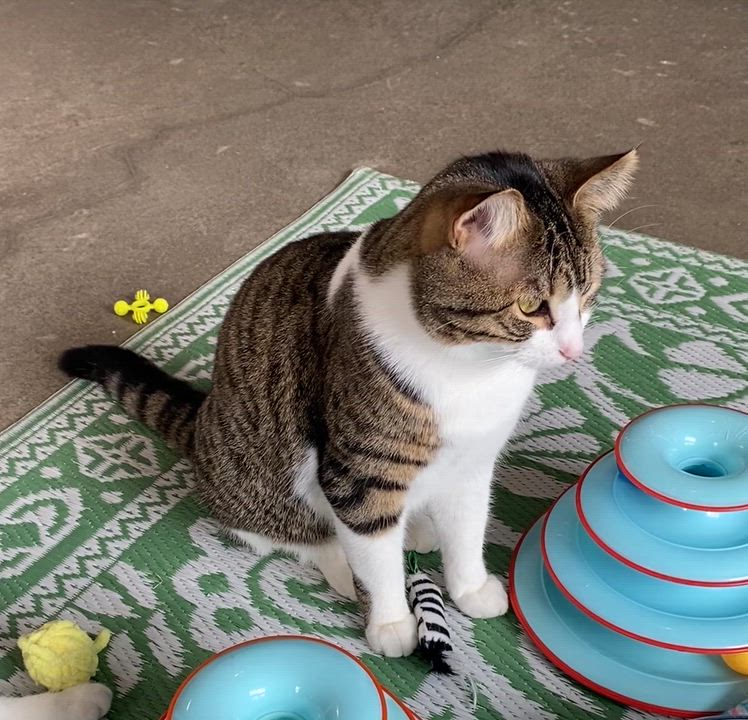 Enlarge Grisou, a Adoptable Domestic Short Hair in Stanstead, QC video 3/6