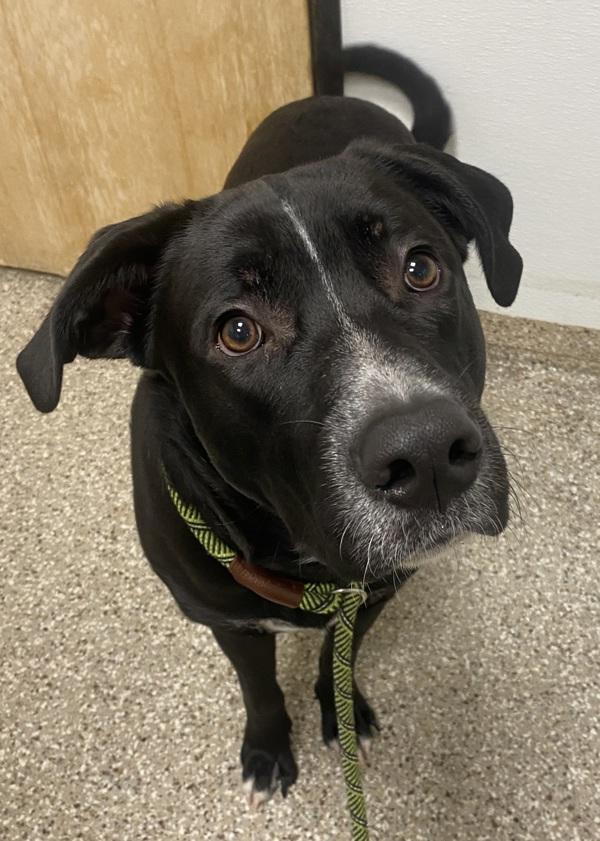 Enlarge Miko, a Adoptable mixed breed in Vancouver, WA image 1/6