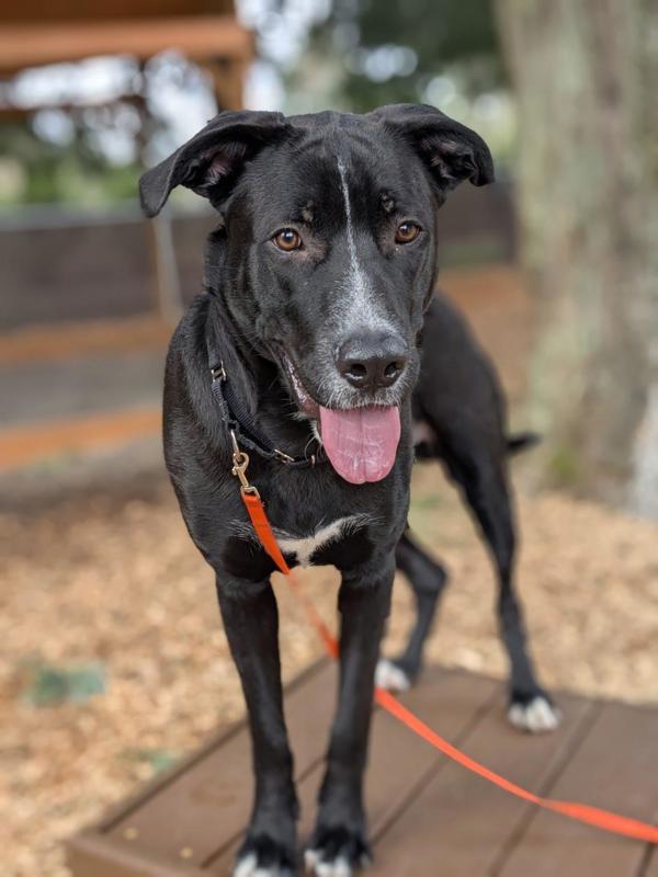 Enlarge Miko, a Adoptable mixed breed in Vancouver, WA image 2/6
