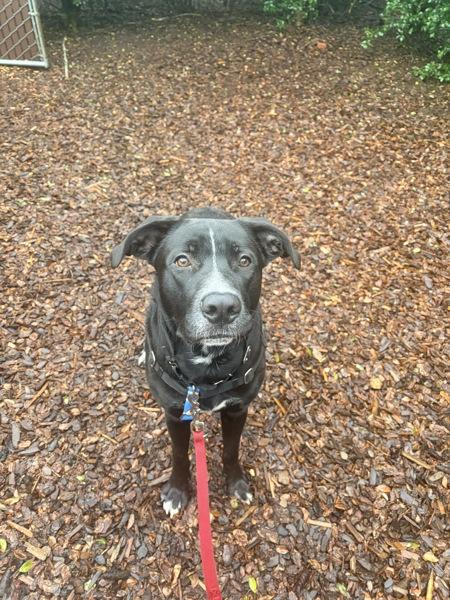 Enlarge Miko, a Adoptable mixed breed in Vancouver, WA image 3/6