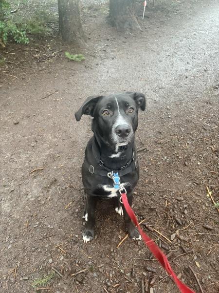 Enlarge Miko, a Adoptable mixed breed in Vancouver, WA image 5/6