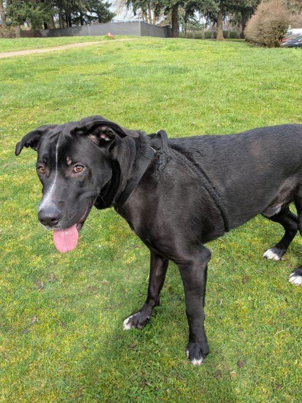 Enlarge Miko, a Adoptable mixed breed in Vancouver, WA image 6/6