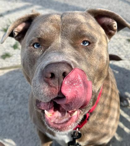 Astro, Adoptable, Adult Male Mixed Breed.