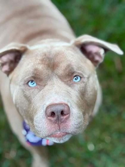 Astro - in foster!, Adoptable, Adult Male Mixed Breed.