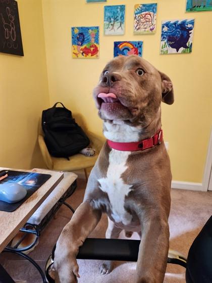 Enlarge Astro, a Adoptable mixed breed in Fairfax, VA image 2/3