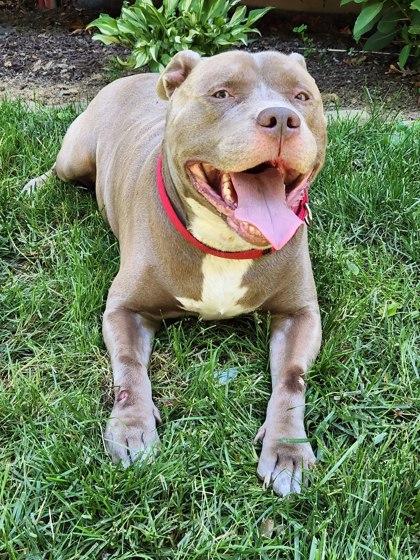 Enlarge Astro, a Adoptable mixed breed in Fairfax, VA image 3/3