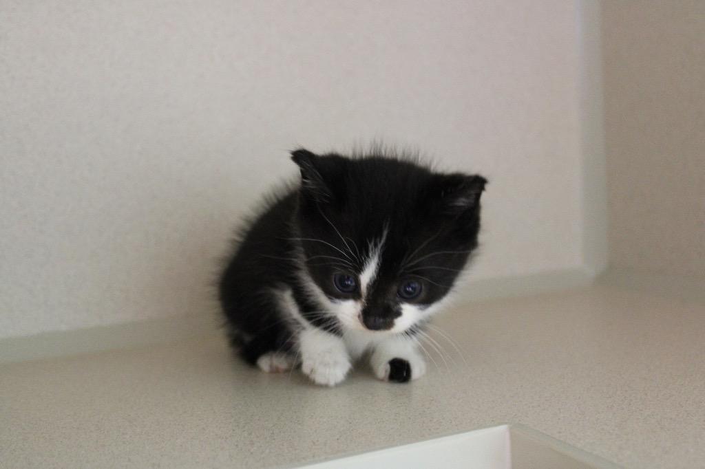 Enlarge Kitten 2, a Adoptable mixed breed in Morgantown, KY image 1/1