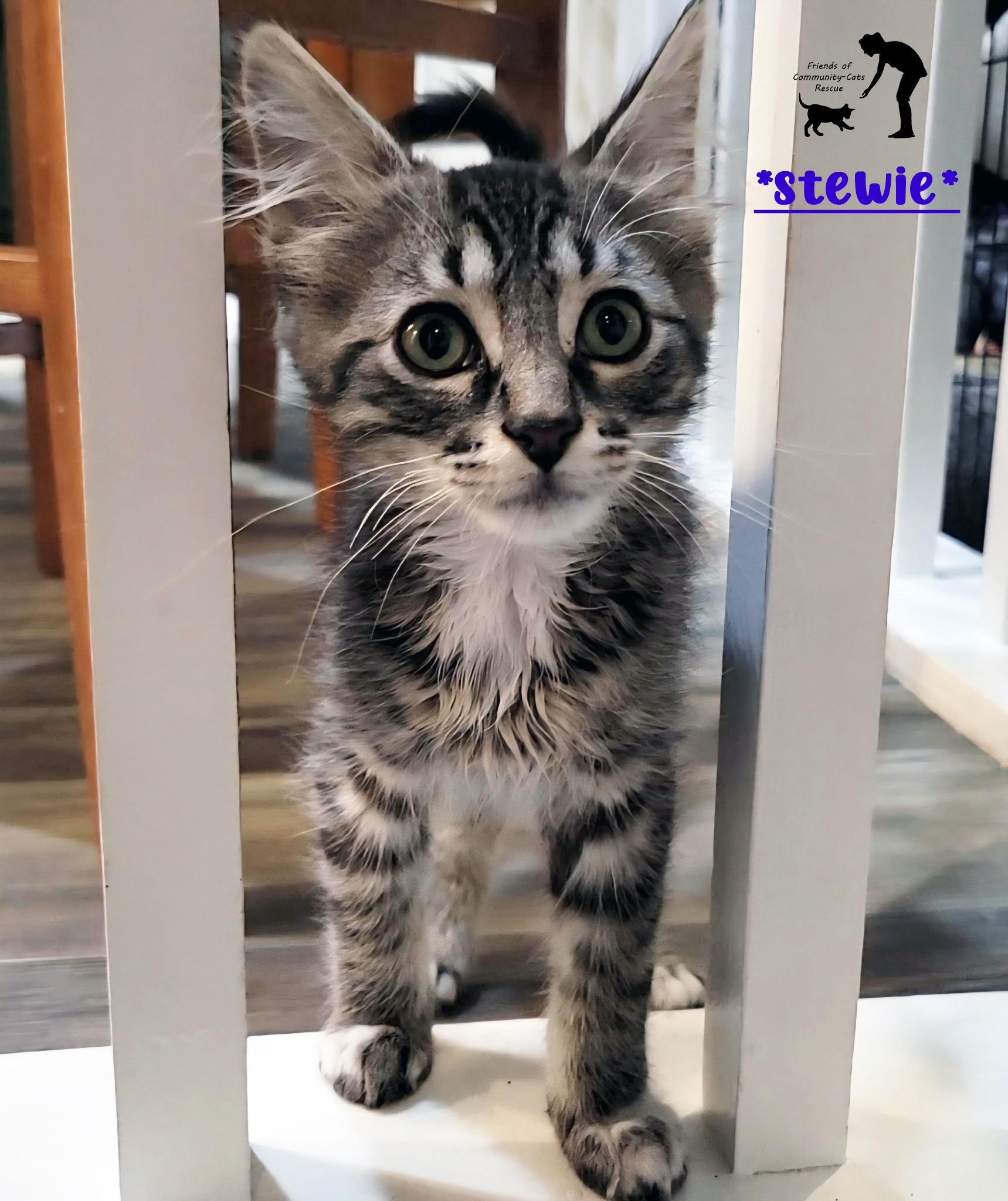 Stewie, a ADOPTABLE Domestic Medium Hair in Centerville, UT image 2/3