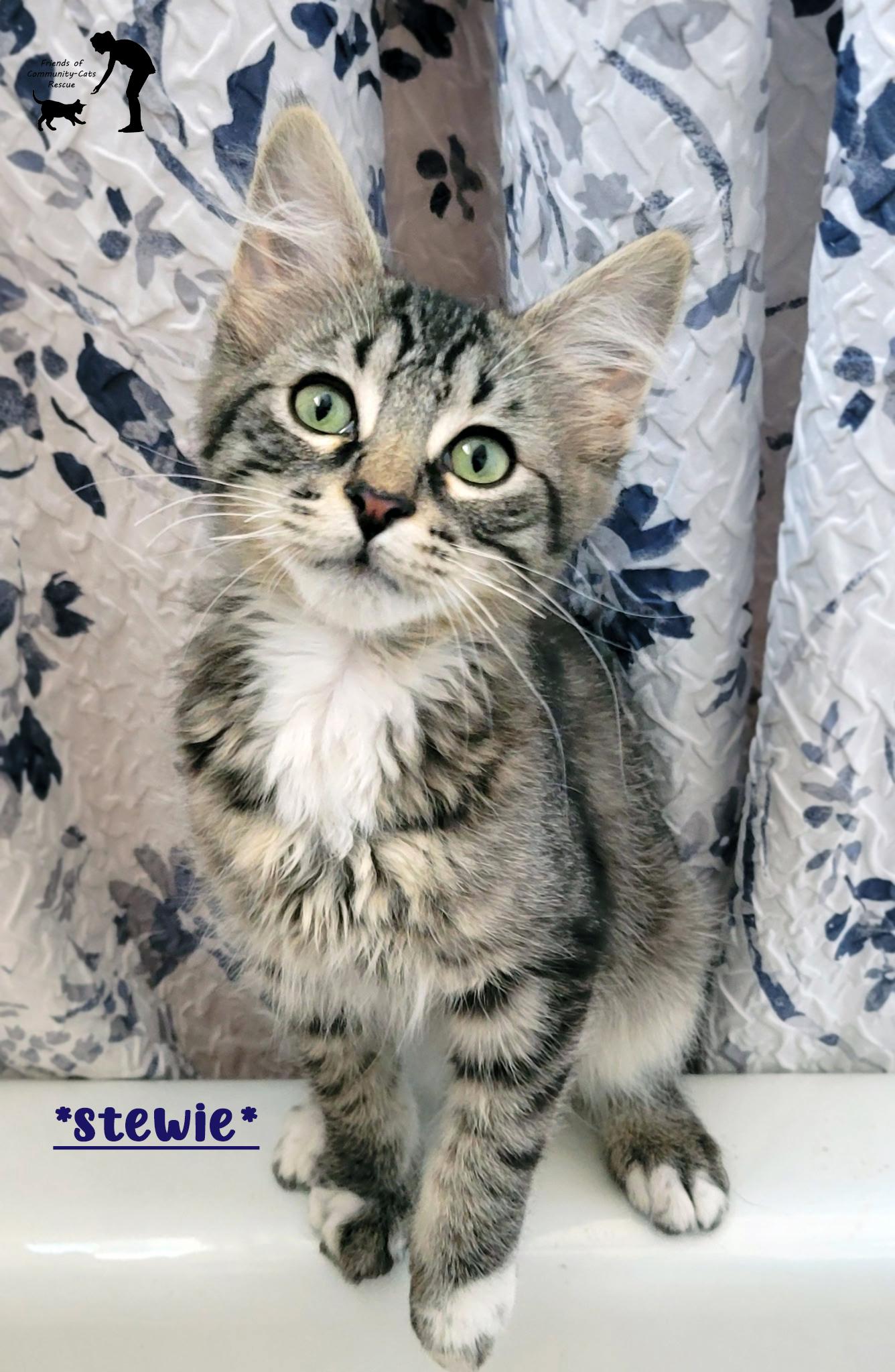Stewie, ADOPTABLE, Young Male Domestic Medium Hair.