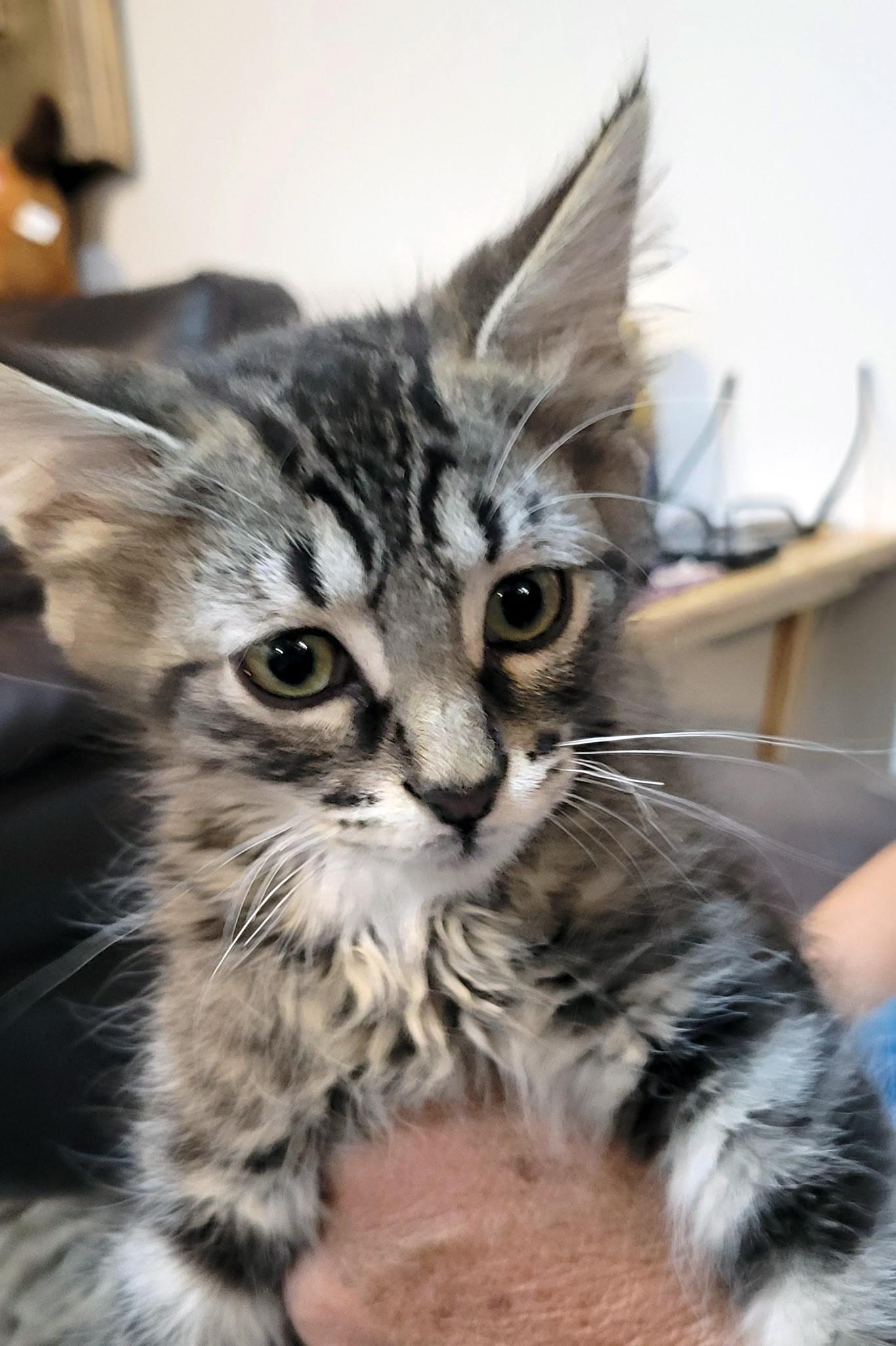 Stewie, a ADOPTABLE Domestic Medium Hair in Centerville, UT image 3/3