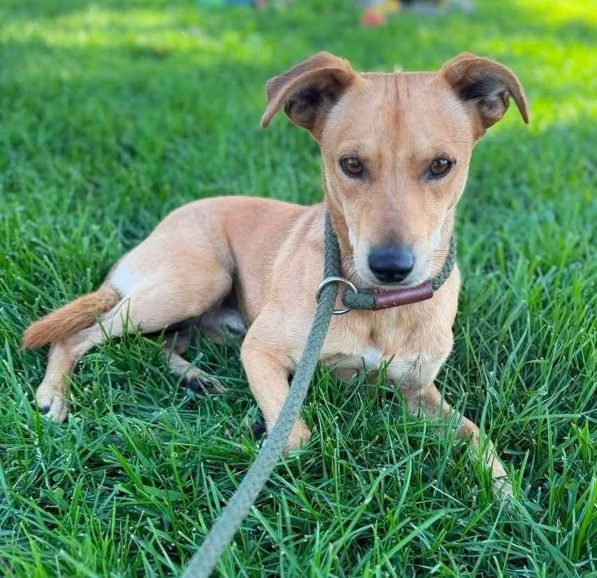 Enlarge Gus, a Adoptable mixed breed in Jamestown, CA image 1/3