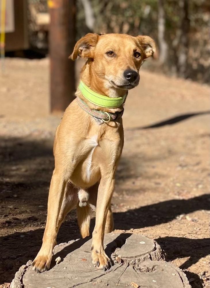 Enlarge Gus, a Adoptable mixed breed in Jamestown, CA image 2/3