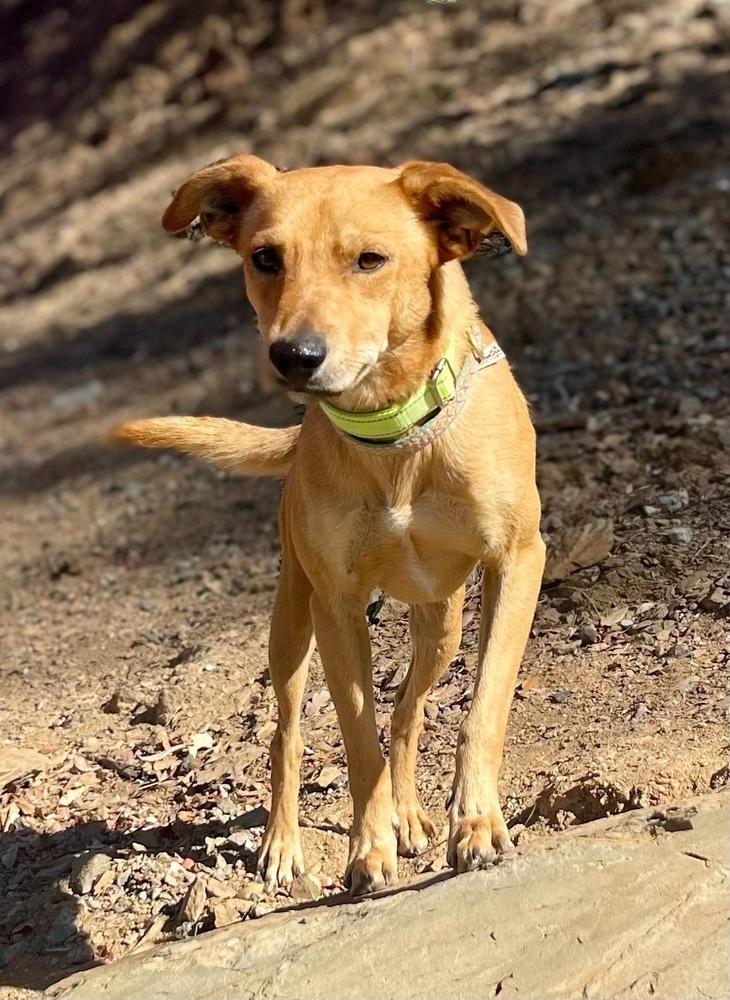 Enlarge Gus, a Adoptable mixed breed in Jamestown, CA image 3/3
