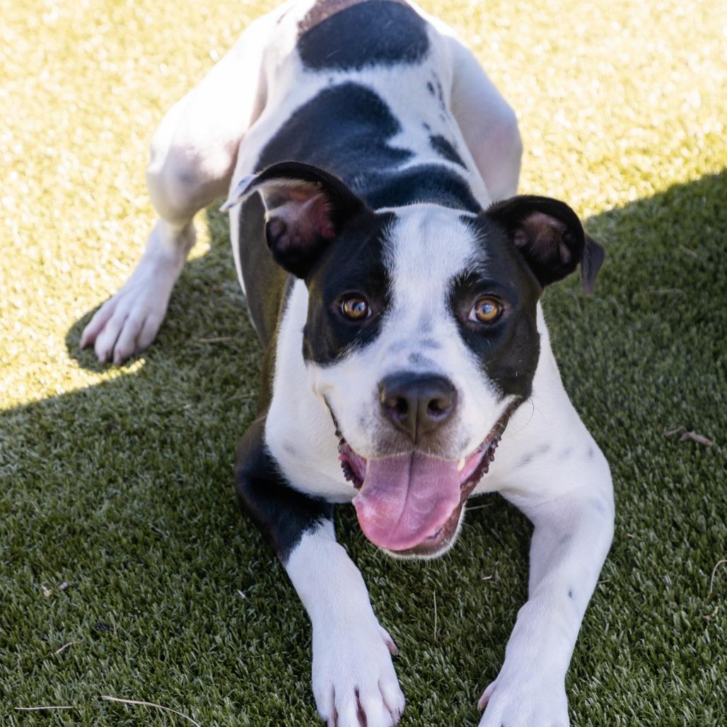 Dansby, Adoptable, Young Male Pit Bull Terrier & Mixed Breed.