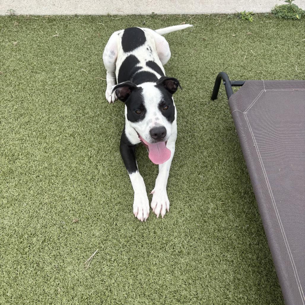 Dansby, a Adoptable mixed breed in Bryan, TX image 1/6