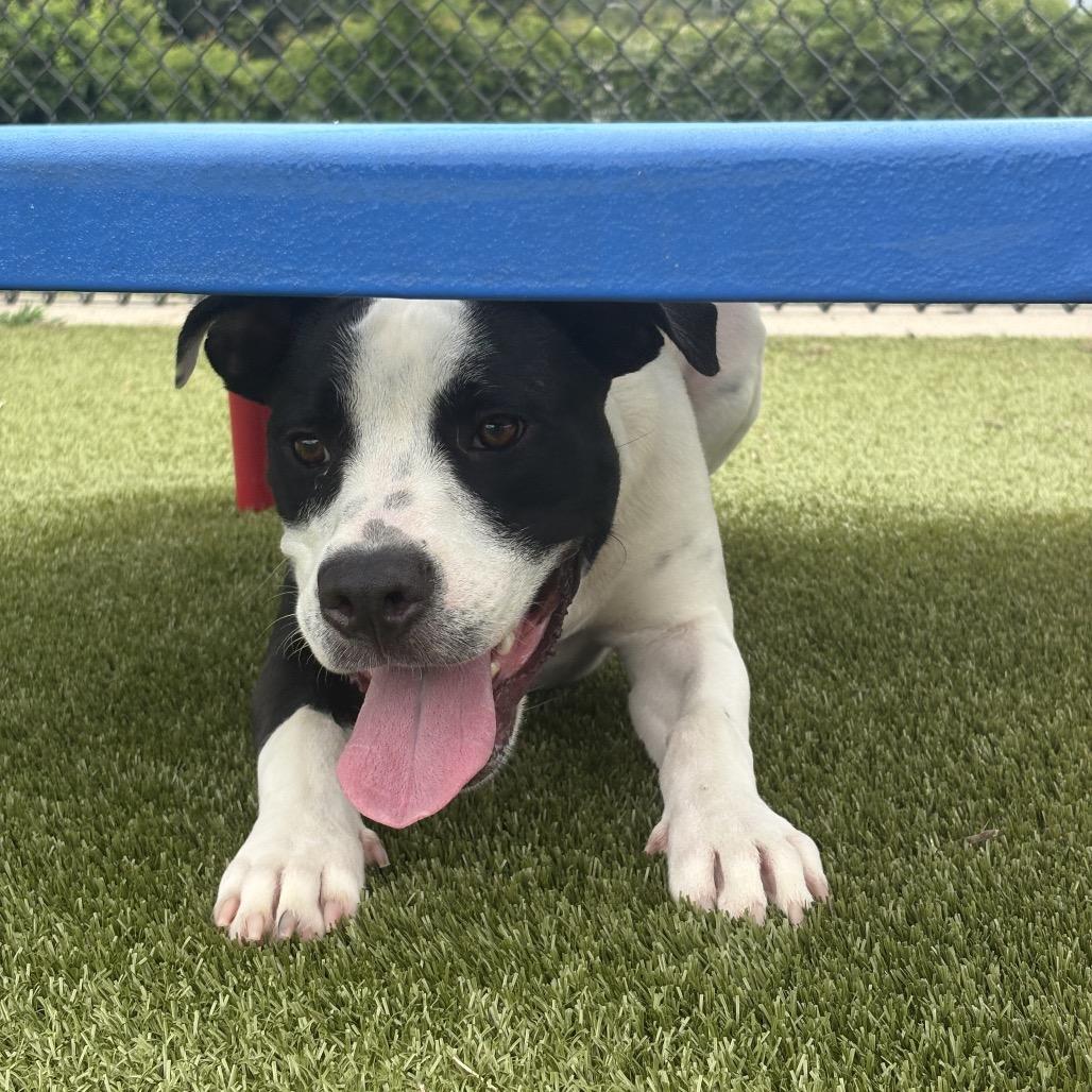 Dansby, a Adoptable mixed breed in Bryan, TX image 2/6