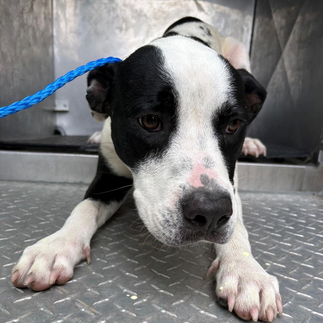 Enlarge Dansby, a Adoptable mixed breed in Bryan, TX image 1/1