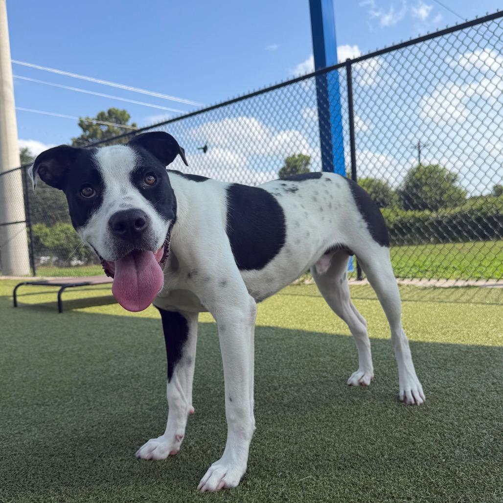 Dansby, a Adoptable mixed breed in Bryan, TX image 3/6
