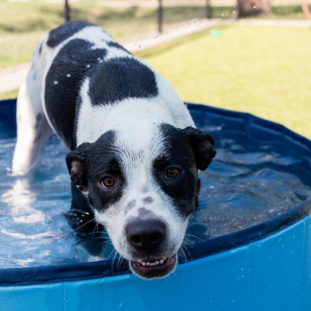 Dansby, a Adoptable mixed breed in Bryan, TX image 4/6