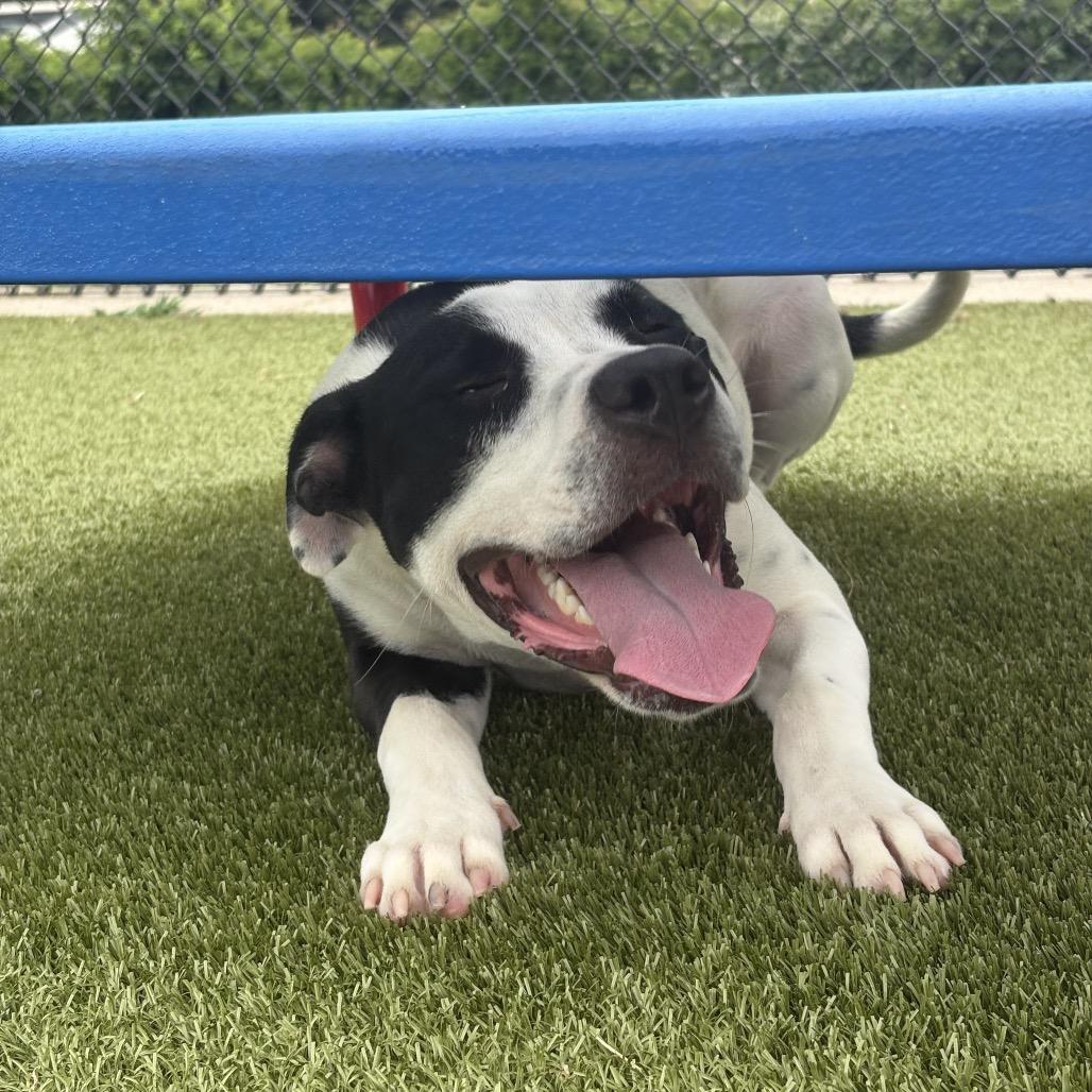 Dansby, a Adoptable mixed breed in Bryan, TX image 5/6