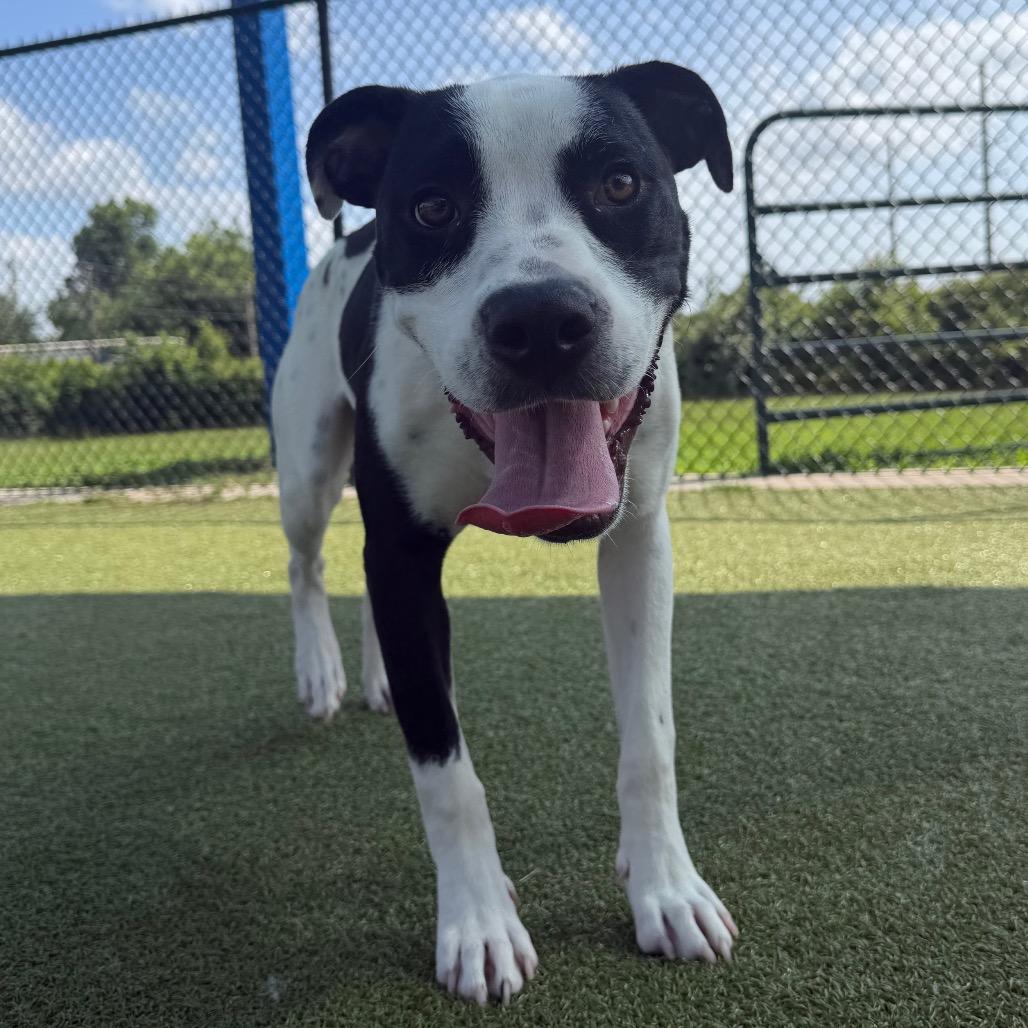 Dansby, a Adoptable mixed breed in Bryan, TX image 6/6