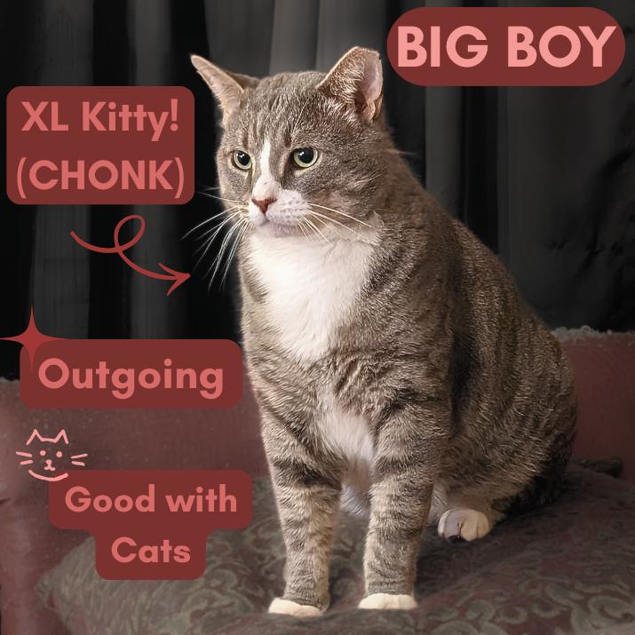 Enlarge Big Boy (17lb chonk), a Adoptable American Shorthair in Pikesville, MD image 2/3