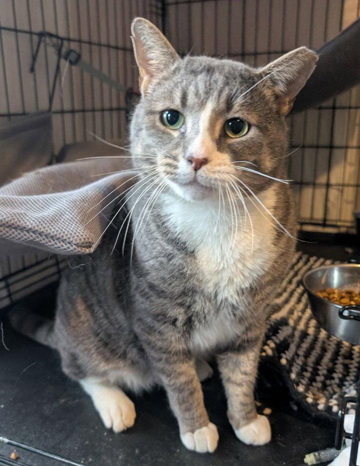 Enlarge Big Boy (17lb chonk), a Adoptable American Shorthair in Pikesville, MD image 3/3