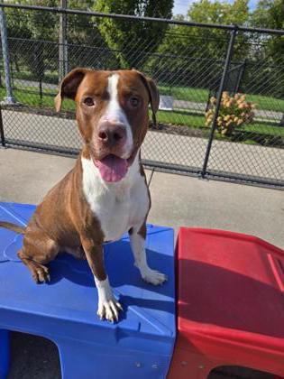Dexter, Adoptable, Adult Male Pit Bull Terrier & Mixed Breed.