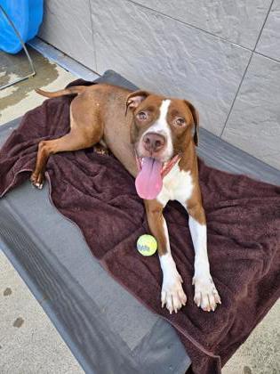 Enlarge Dexter, a Adoptable mixed breed in Westland, MI image 2/3