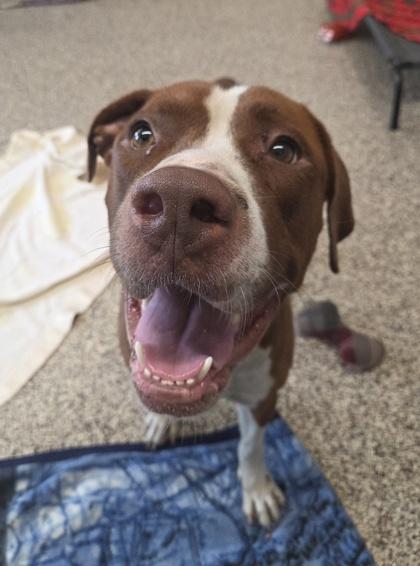 Enlarge Dexter, a Adoptable mixed breed in Westland, MI image 3/3