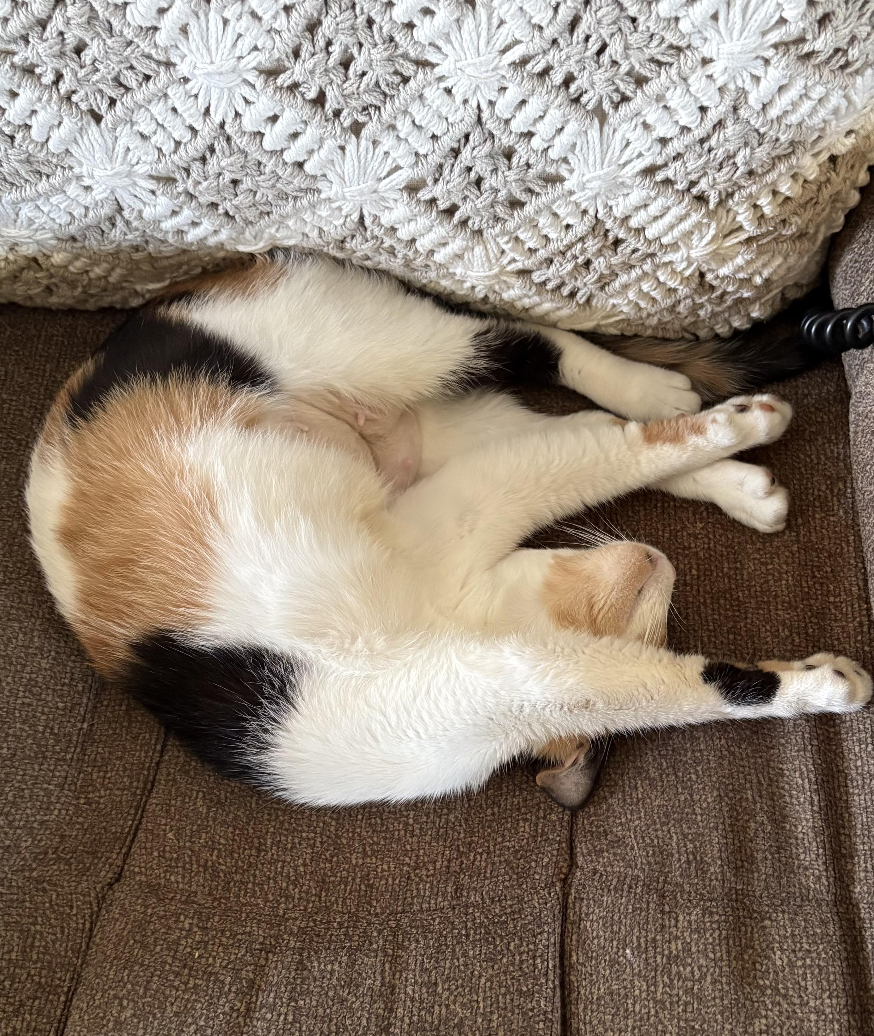 Gizzmo, an adoptable mixed breed in Eaton Rapids, MI image 5/6