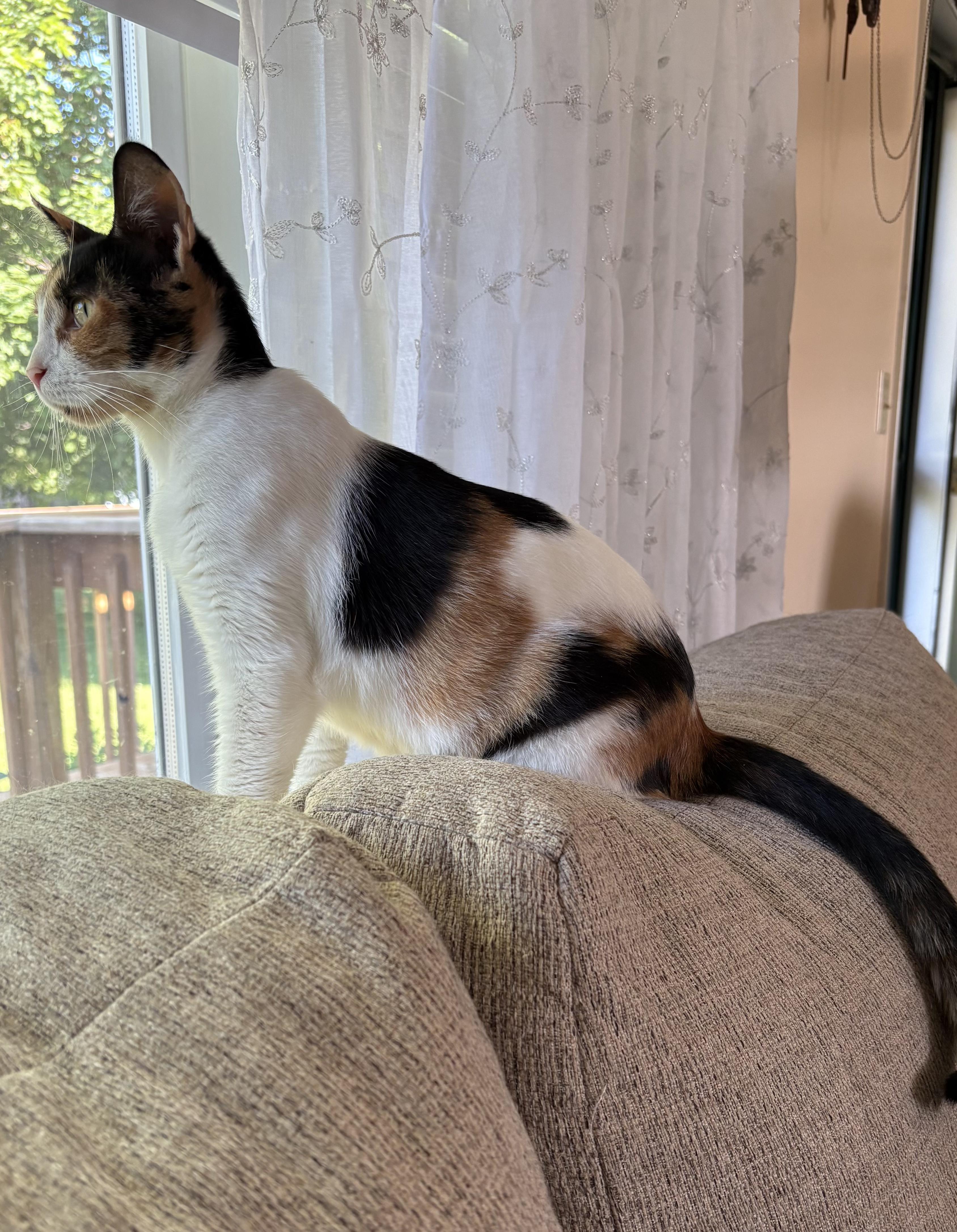 Gizzmo, an adoptable mixed breed in Eaton Rapids, MI image 1/6