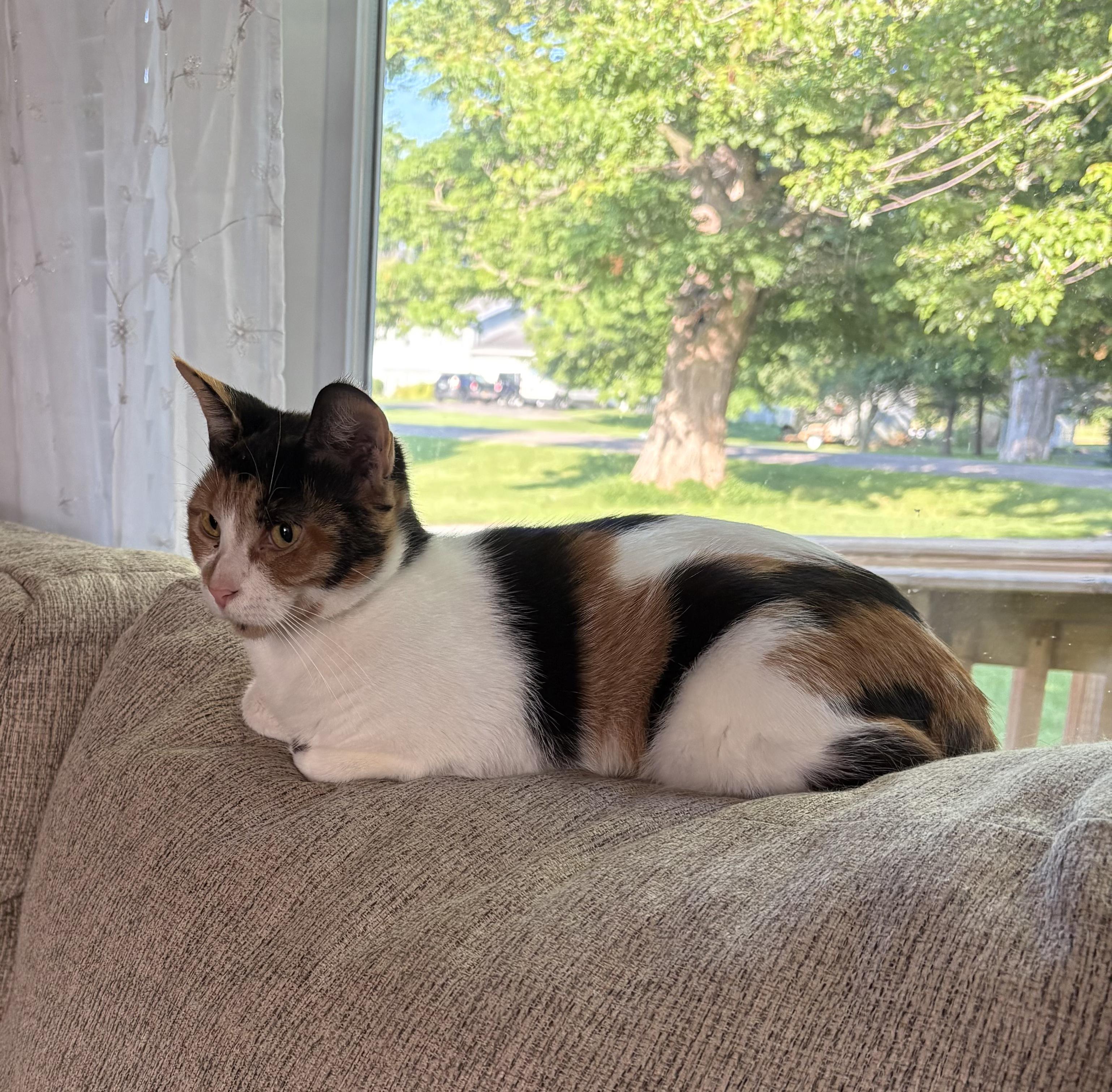 Gizzmo, an adoptable mixed breed in Eaton Rapids, MI image 4/6