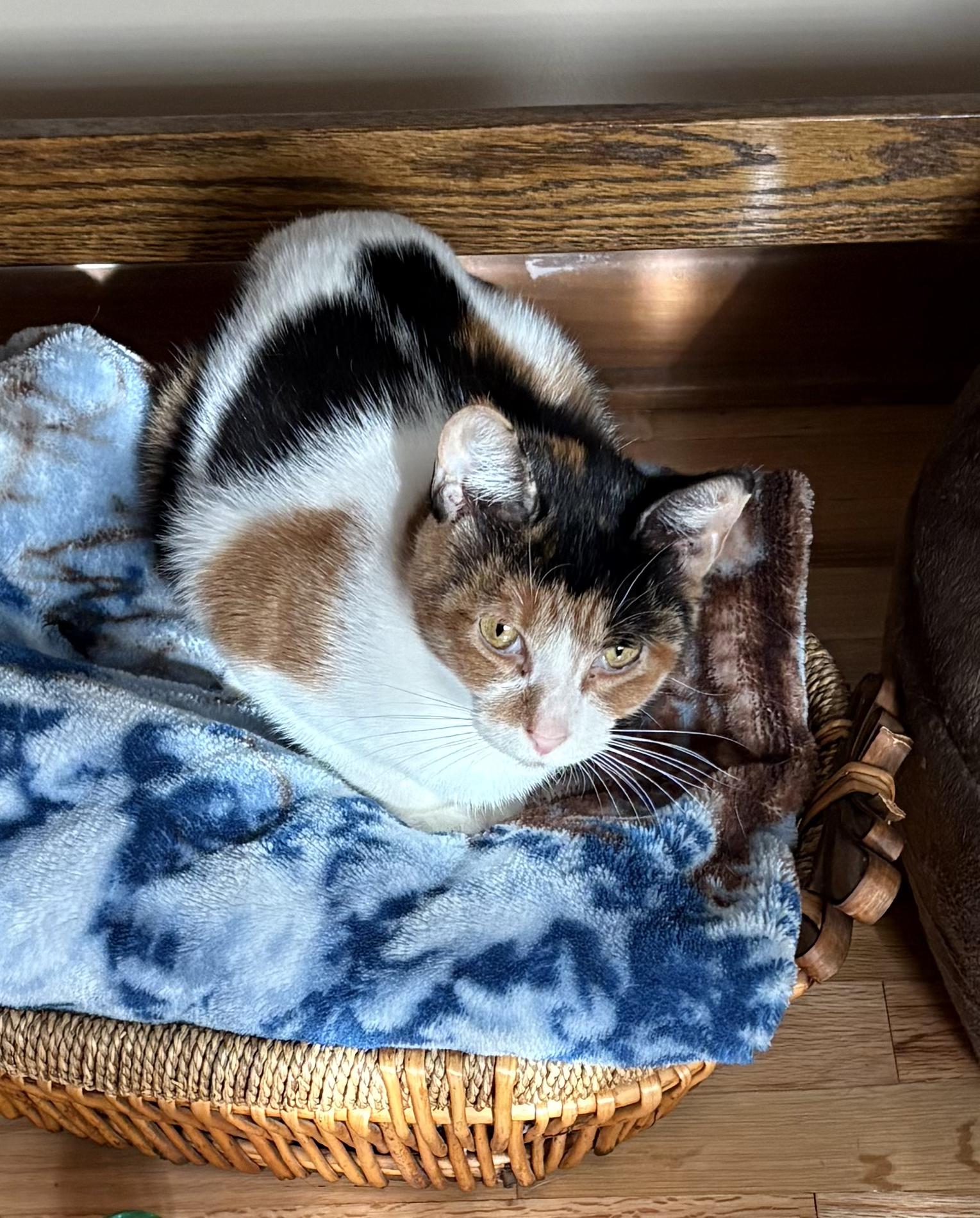 Gizzmo, an adoptable mixed breed in Eaton Rapids, MI image 3/6