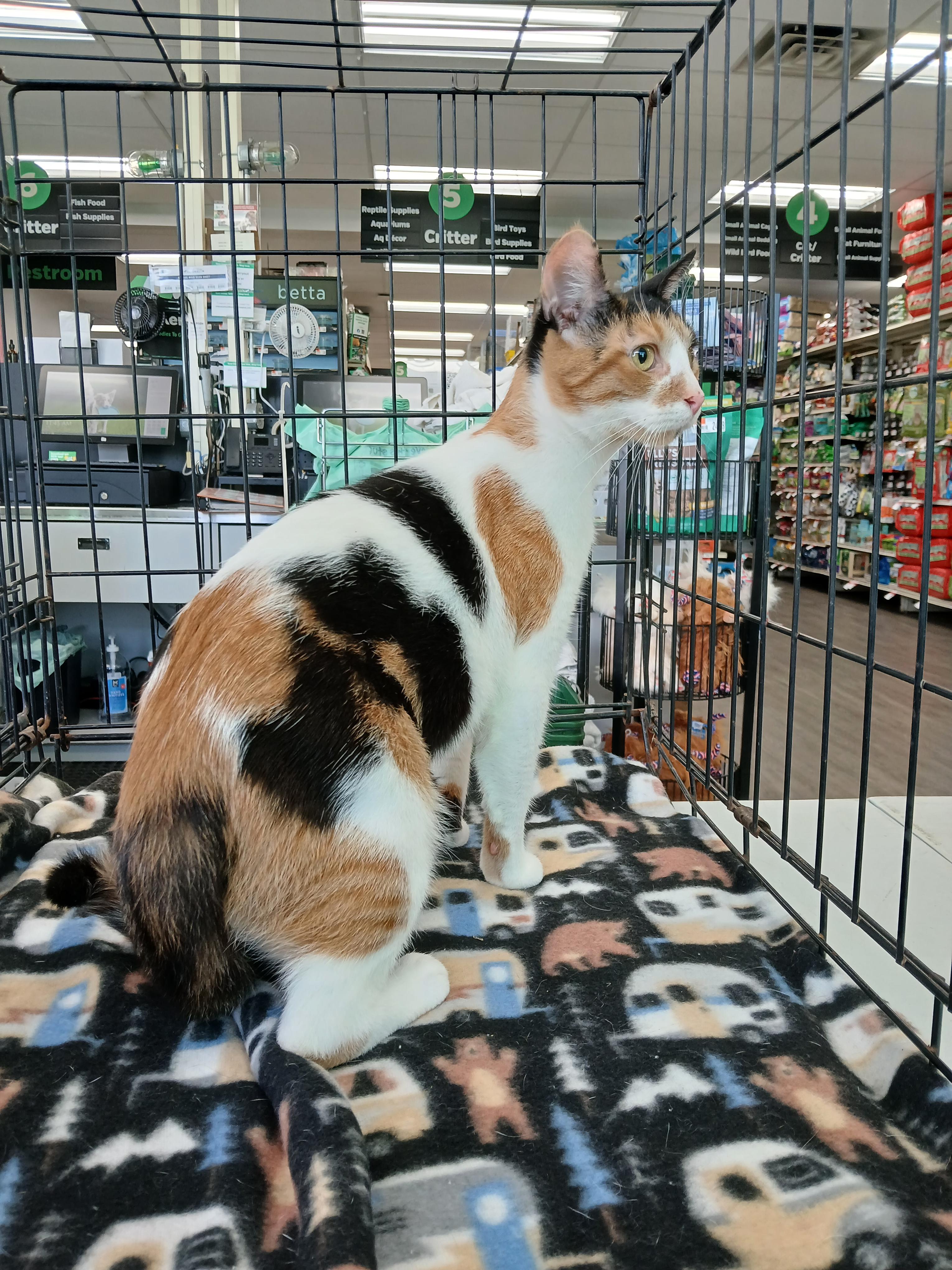 Gizzmo, an adoptable mixed breed in Eaton Rapids, MI image 6/6