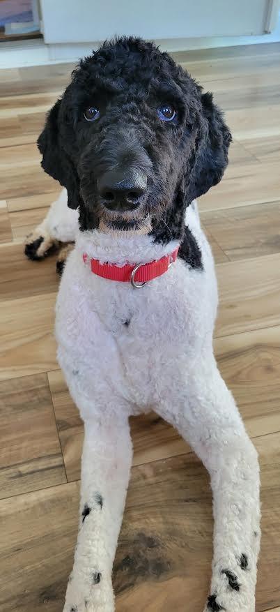 Enlarge Daphne, a Adoptable Poodle in Crossville, TN image 1/6