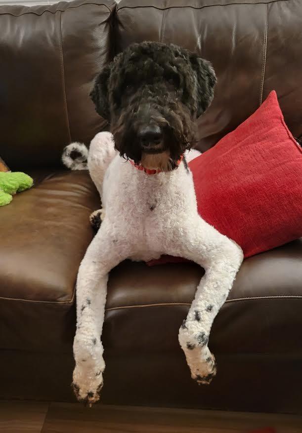 Enlarge Daphne, a Adoptable Poodle in Crossville, TN image 2/6