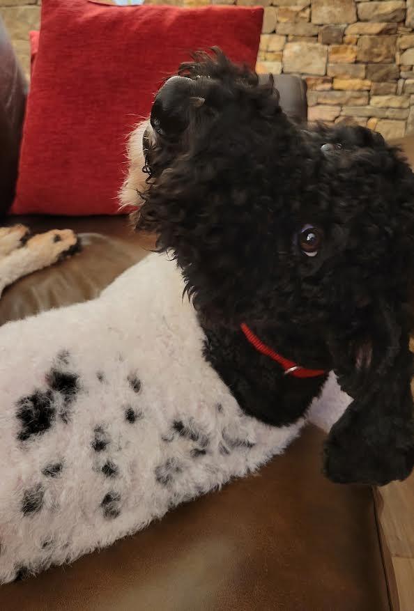 Enlarge Daphne, a Adoptable Poodle in Crossville, TN image 3/6