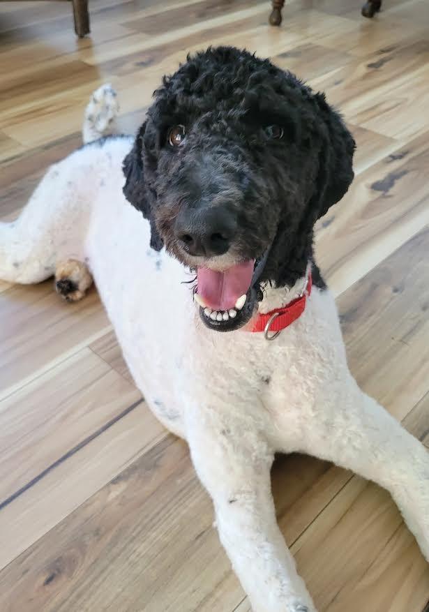 Enlarge Daphne, a Adoptable Poodle in Crossville, TN image 4/6
